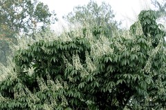 Aesculus assamica